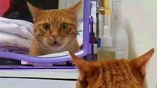 FUNNY CAT MEMES COMPILATION OF 2023 V14 [upl. by Dupuis]