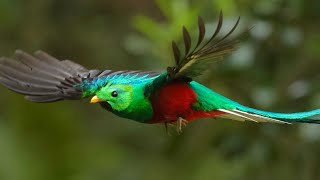 Quetzal [upl. by Honoria]