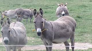 Livestock Guardians the Donkey [upl. by Schrick]