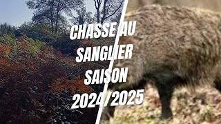 chasse au sanglier saison 20242025 carré blindé de sanglier ça part de partout bon visionnage [upl. by Rehotsirhc]