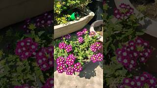 Winter season flowering plants 🥰gardenflowers nature youtubeshorts viralvideo [upl. by Sokin]