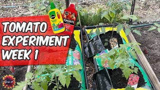 1 Week Update 🍅 Tomato Food Vs Miracle Gro All Purpose Fertilizer 🍅 Tomato Experiment 2024 [upl. by Bonnell]