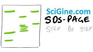 Easy SDS PAGE Gel Electrophoresis Protocol and Theory [upl. by Groot]