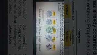 prophase 1 stages explained in 60 seconds [upl. by Cindie174]