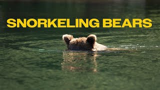 20 Minutes of Alaska Brown Bears Snorkeling for Salmon [upl. by Publius766]