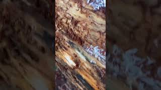 Bugs in your lumber woodworking asmr timberframe [upl. by Sumerlin]