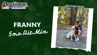 5mo Pit Mix Franny  Best Delaware Dog Trainers  Off Leash K9 Training Delaware [upl. by Kale]