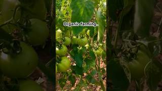 Tomato ki kheti agriculture organickheti krishi [upl. by Aicemaj]