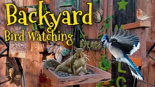 LIVE🔴 Morning Bird Feeders BlueJay’s Cardinals Woodpeckers Squirrels birds naturelovers [upl. by Mahmud853]