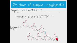 AS Biology  Starch and glycogen [upl. by Airet906]