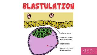 Blastulation and Implantation  Embryology [upl. by Faunia575]