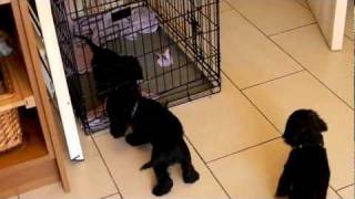 American Cocker Spaniel puppies 7 weeks old [upl. by Aldus872]