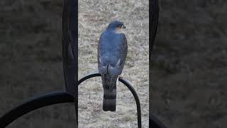 Watch As a Beautiful Sharp Shinned Hawk Visits Backyard [upl. by Ttej876]