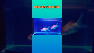 RED CAP GOLDFISH goldfish orandagoldfish ranchugoldfish fishtank aquriamfish fancygoldfish [upl. by Suirrad]