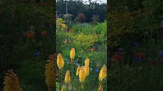 니포피아 kniphofia 수레국화 5월의정원 코티지정원 목가적인 cottagegarden 농가정원 [upl. by Aehsel]