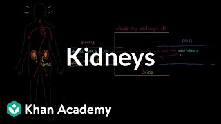 Meet the kidneys  Renal system physiology  NCLEXRN  Khan Academy [upl. by Esdnil]