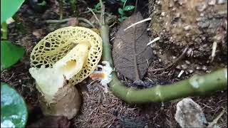 Stinkhorn mushrooms of Goa  egg stages of Phallus indusiatus at Sadolxem Canacona 3 [upl. by Wyon710]