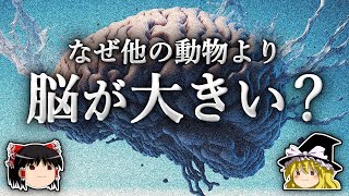 人類の脳はなぜ他の動物より巨大に進化したのか？【ゆっくり解説】 [upl. by Edmonda198]