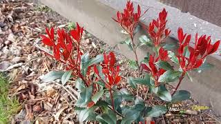 Photinia Fraseri Devils Dream Plant in Spring [upl. by Pittel311]