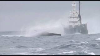 LAdy Gil Sea Shepherd  La vidéo qui accuse [upl. by Ydaj987]