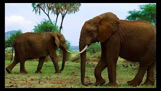 Samburu National Reserve Giant Herds Expeditions [upl. by Alurd]