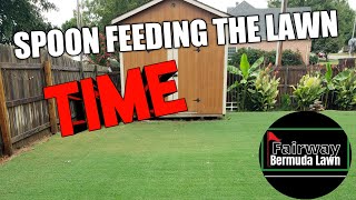 How To Fertilize Lawn Spoon Feeding Program [upl. by Rip]