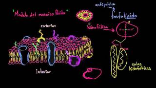 Estructura de la membrana celular modelo del mosaico fluido  Biología  Khan Academy en Español [upl. by Stevens697]