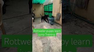 Rottweiler puppy learn jump Training session 463 shorts [upl. by Sudoeht]