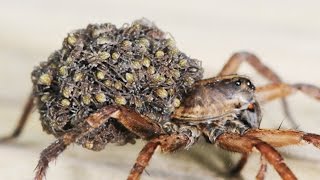 Wolf Spider Babies  Trypophobia Trigger [upl. by Kopaz]