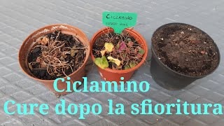 Ciclaminocosa fare dopo la sfioritura [upl. by Anir]