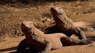 Komodo Dragons [upl. by Joseito]