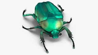 Green Scarab Beetle [upl. by Ahsenak]