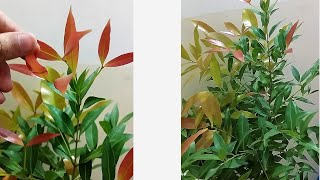 Welcome My 2 New Plants in My Tropical Garden  Photinia Plant  Fancy Bamboo [upl. by Carmen744]