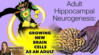 Adult Hippocampal Neurogenesis Growing New Brain Cells as an Adult [upl. by Leupold483]