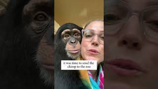 The Heartwarming Reunion of a Chimp and Its Adoptive Family animallover animals facts wildlife [upl. by Sanger]