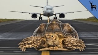 How Turtles Delay Planes At JFK Airport [upl. by Suertemed]