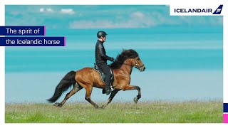 The spirit of the Icelandic horse  Icelandair [upl. by Sand]