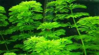 Ficha de Plantas Limnophila SessilifloraAmbulia [upl. by Libby]