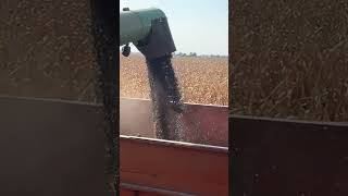 Unloading 300 bushels of sunflowers into the grain cart harvest 2024 [upl. by Reivax148]