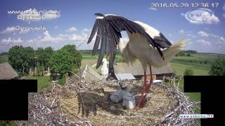 Bocian wyrzuca pisklę z gniazda  The stork is reproaching the chick from the nest [upl. by Isak]