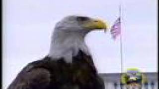 Amazing FreeFlying Bald Eagle quotChallengerquot AEF [upl. by Cralg]