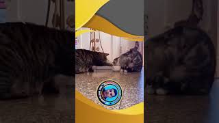 Bhusaa hua khana funny cat pets love comedy trending cartoon shorts [upl. by Freeman]