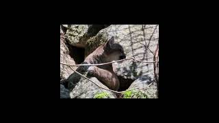 Squam Lake Science Center Mountain Lion kittens [upl. by Placidia]