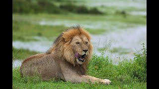 TARANGIRA NATIONAL PARK TANZANIA [upl. by Serles]