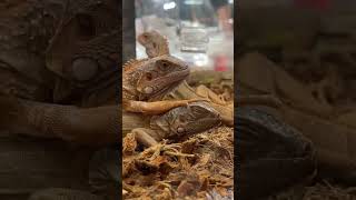 nbfexotics snake reptilefamily animals retics pets repticon reptiles lizard insects [upl. by Delmar]