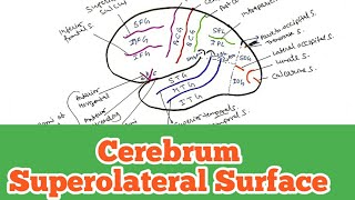 Cerebrum  Superolateral surface Sulci and gyri World of Anatomy [upl. by Ina]