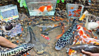 Looking for betta fish ornamental fish monster toman fish catfish snakehead fish glofish [upl. by Arikahc]