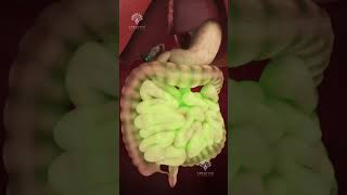 How Pills Are Absorbed in Your Body shorts viralvideo  creativelearning3d [upl. by Lathe]