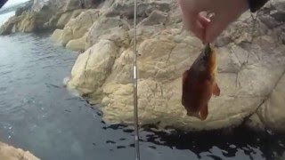 LRF Fishing for Wrasse in Ireland [upl. by Gratia880]