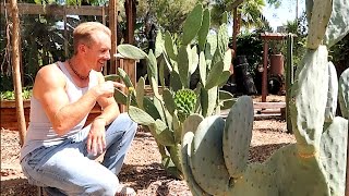 Growing THE BEST EDIBLE CACTUS [upl. by Sussi]